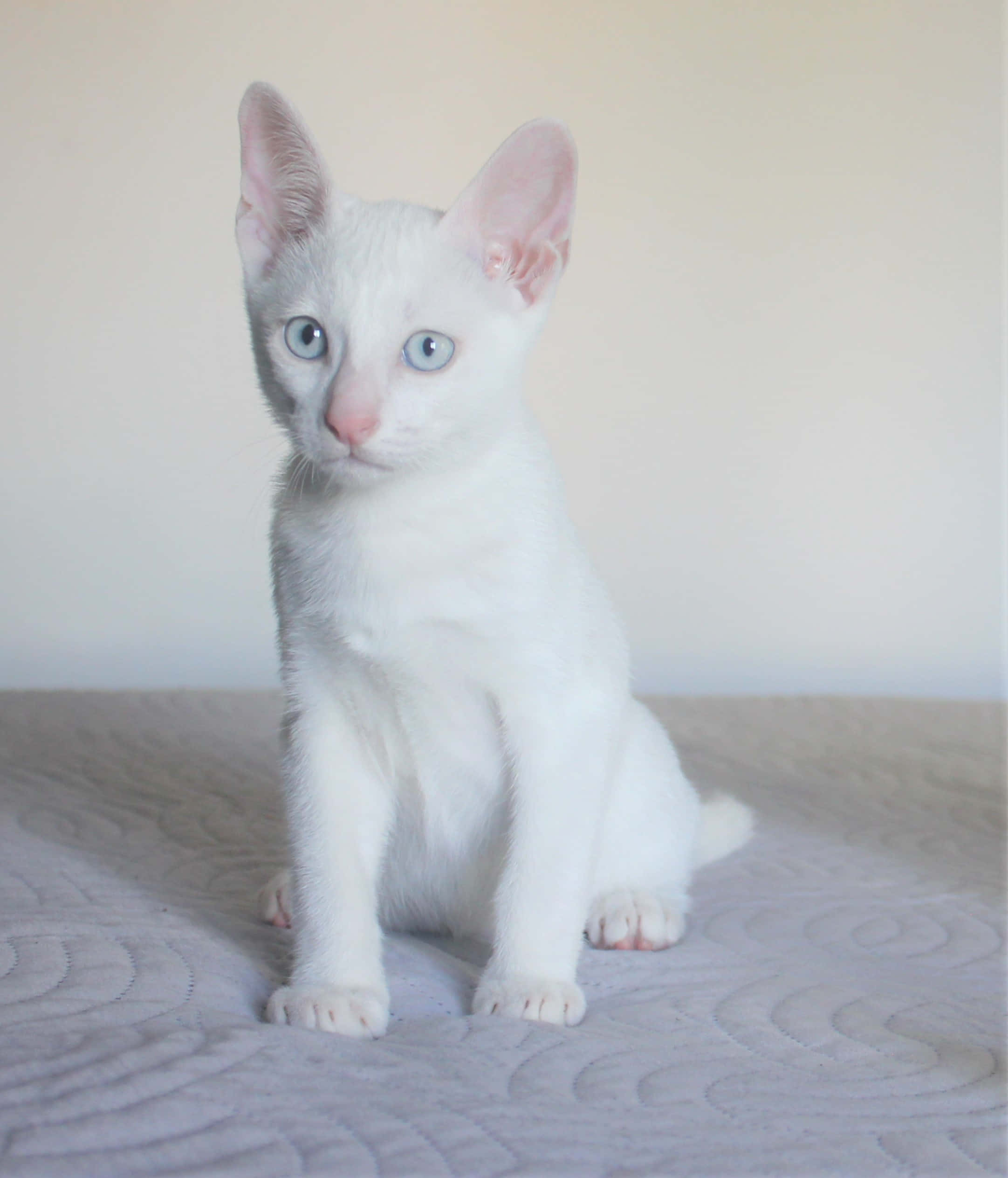Khao Manee, white kitten, blue eyes, Full HD Phone Wallpaper