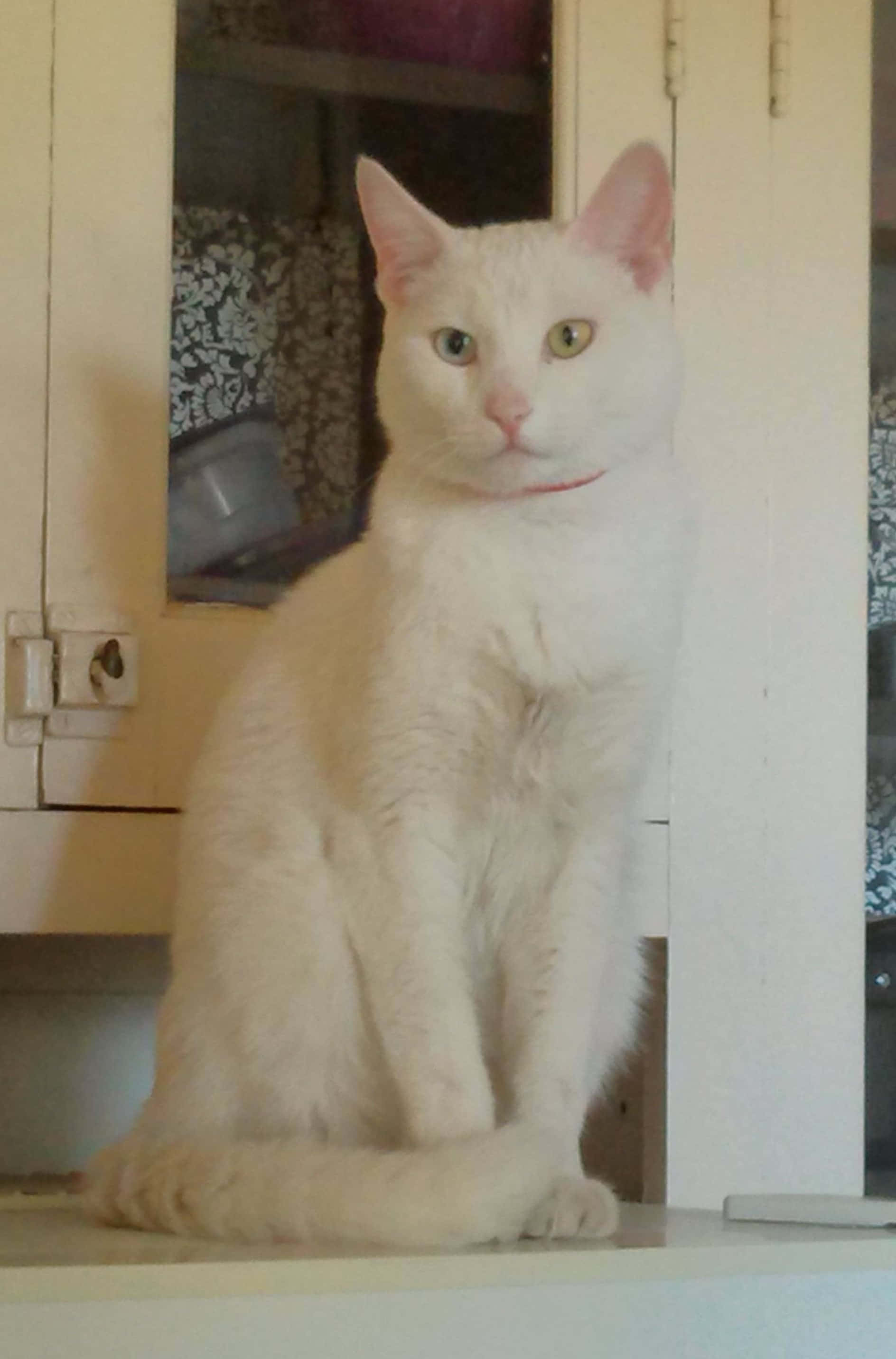 Khao Manee, fluffy white cat, green eyes, 2K Phone Wallpaper