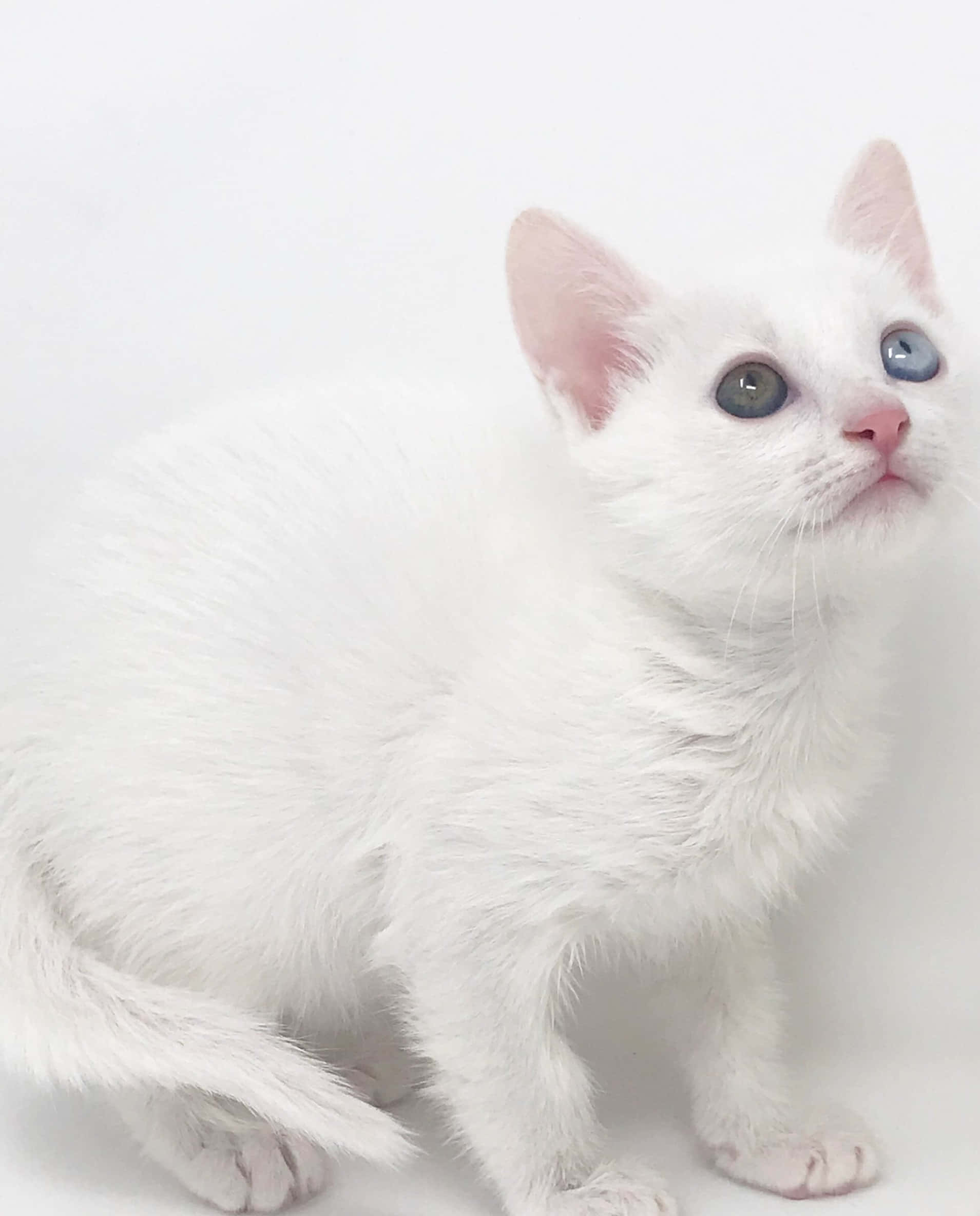 Khao Manee, fluffy white kitten, heterochromatic eyes, Full HD Phone Wallpaper