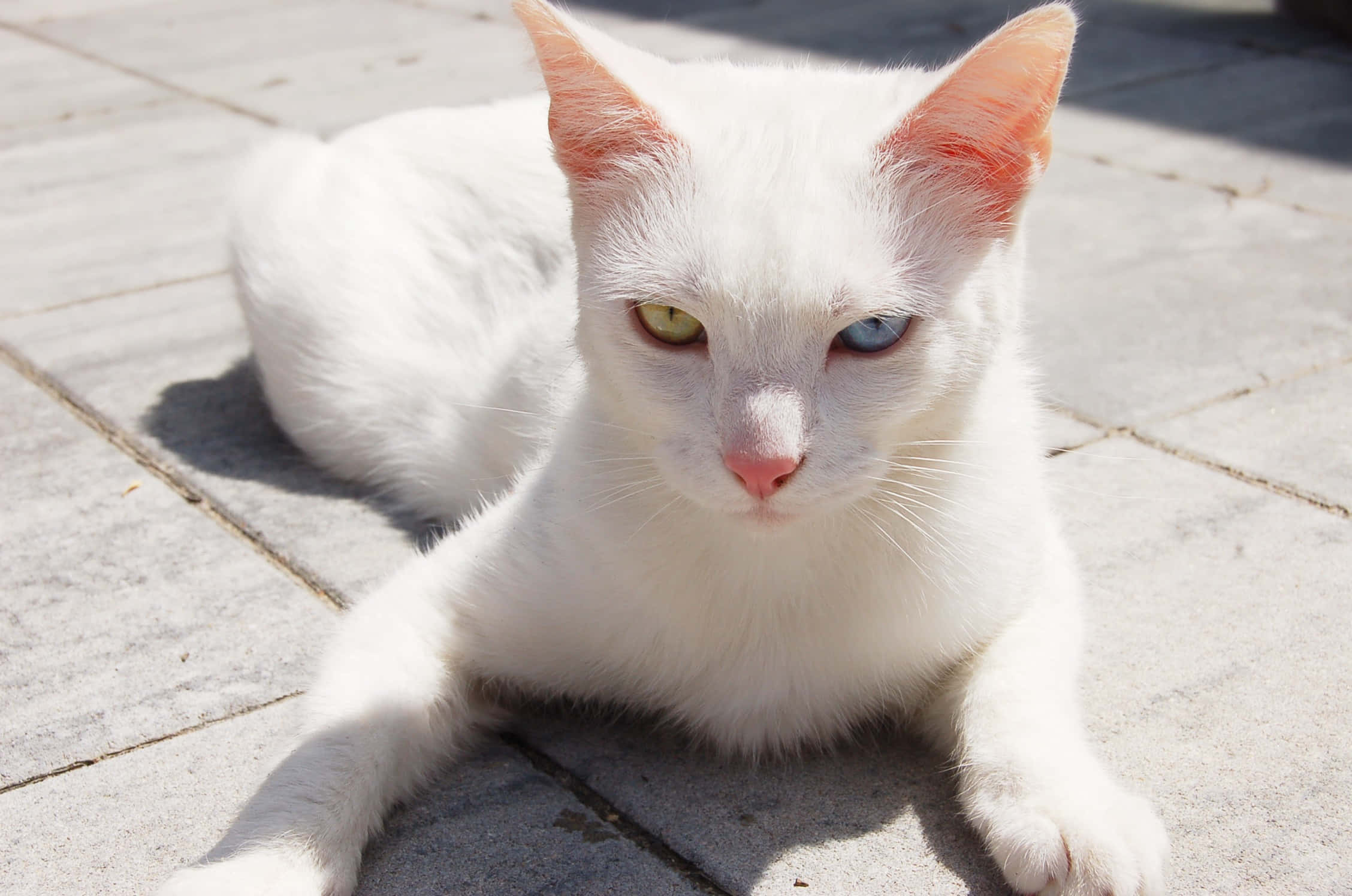 Khao Manee, heterochromic eyes, sunlit stone tiles, Full HD Desktop Wallpaper