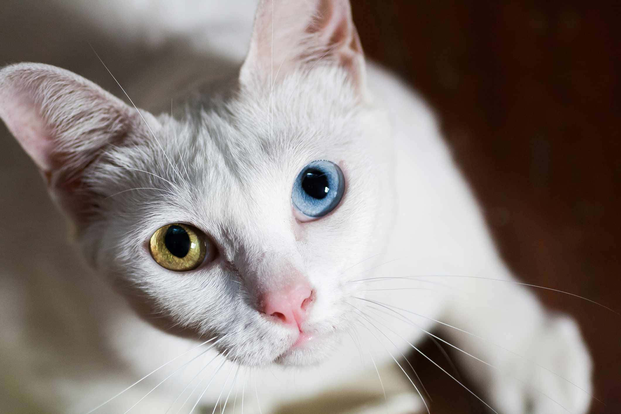 Khao Manee, white cat, one blue eye, Full HD Desktop Wallpaper