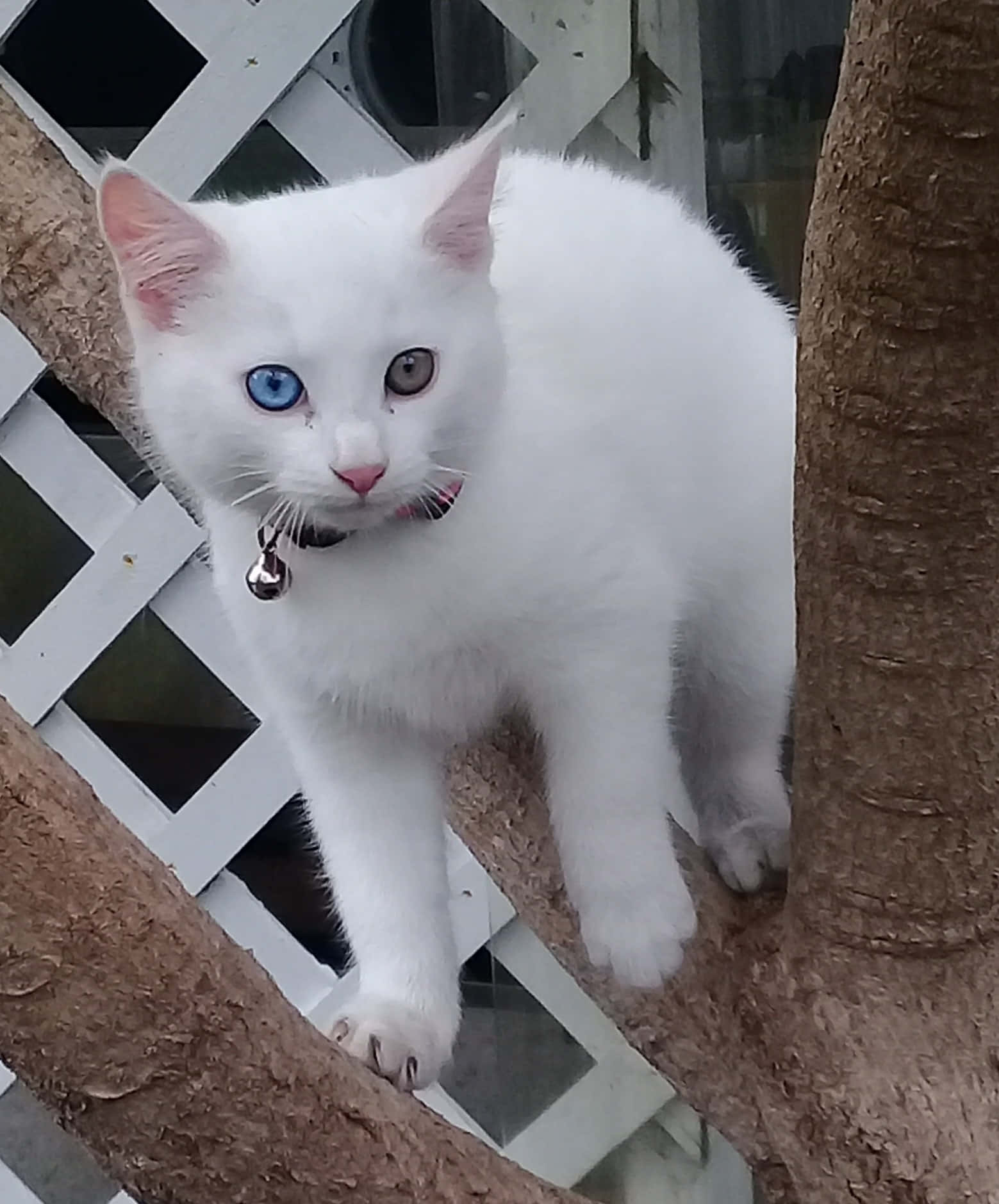 Khao Manee, white, blue eye, HD Phone Wallpaper