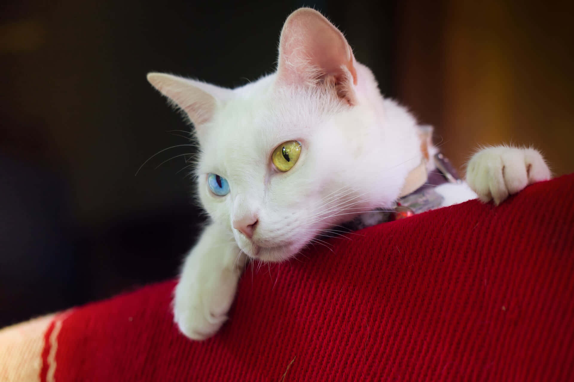 Khao Manee, white cat, one blue and one green eye, Full HD Desktop Wallpaper