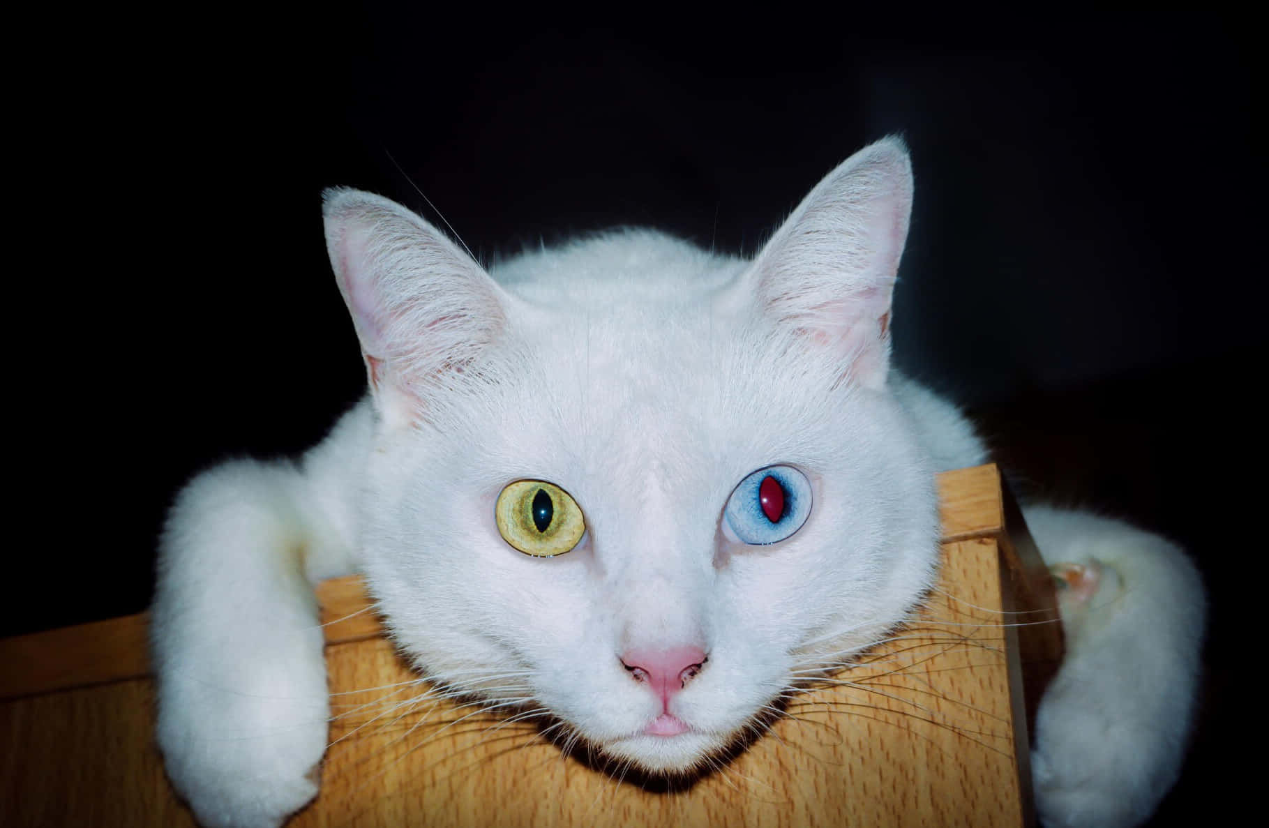 Khao Manee, white cat, one yellow and one blue eye, HD Desktop Wallpaper
