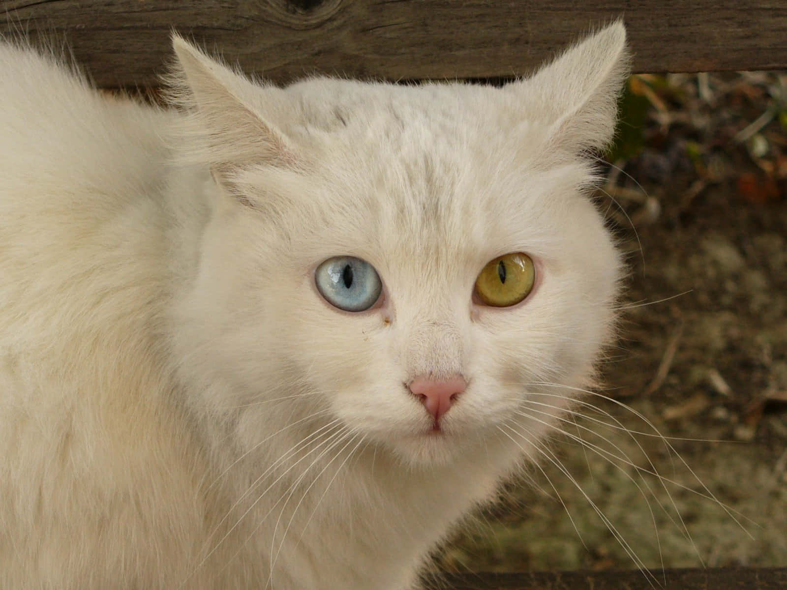 Khao Manee, fluffy white cat, one blue and one green eye, HD Desktop Wallpaper