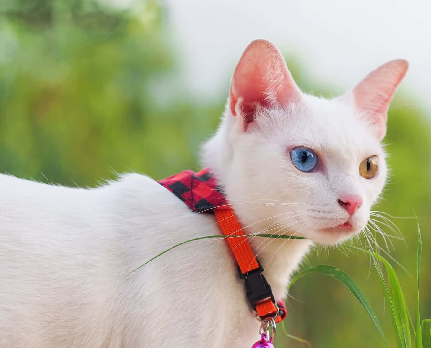 Khao Manee, heterochromia, red plaid harness, HD Desktop Wallpaper