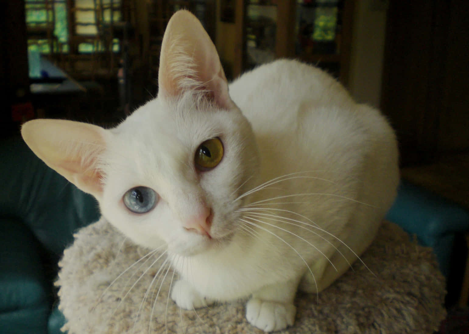 Khao Manee, white cat, one blue and one green eye, HD Desktop Wallpaper