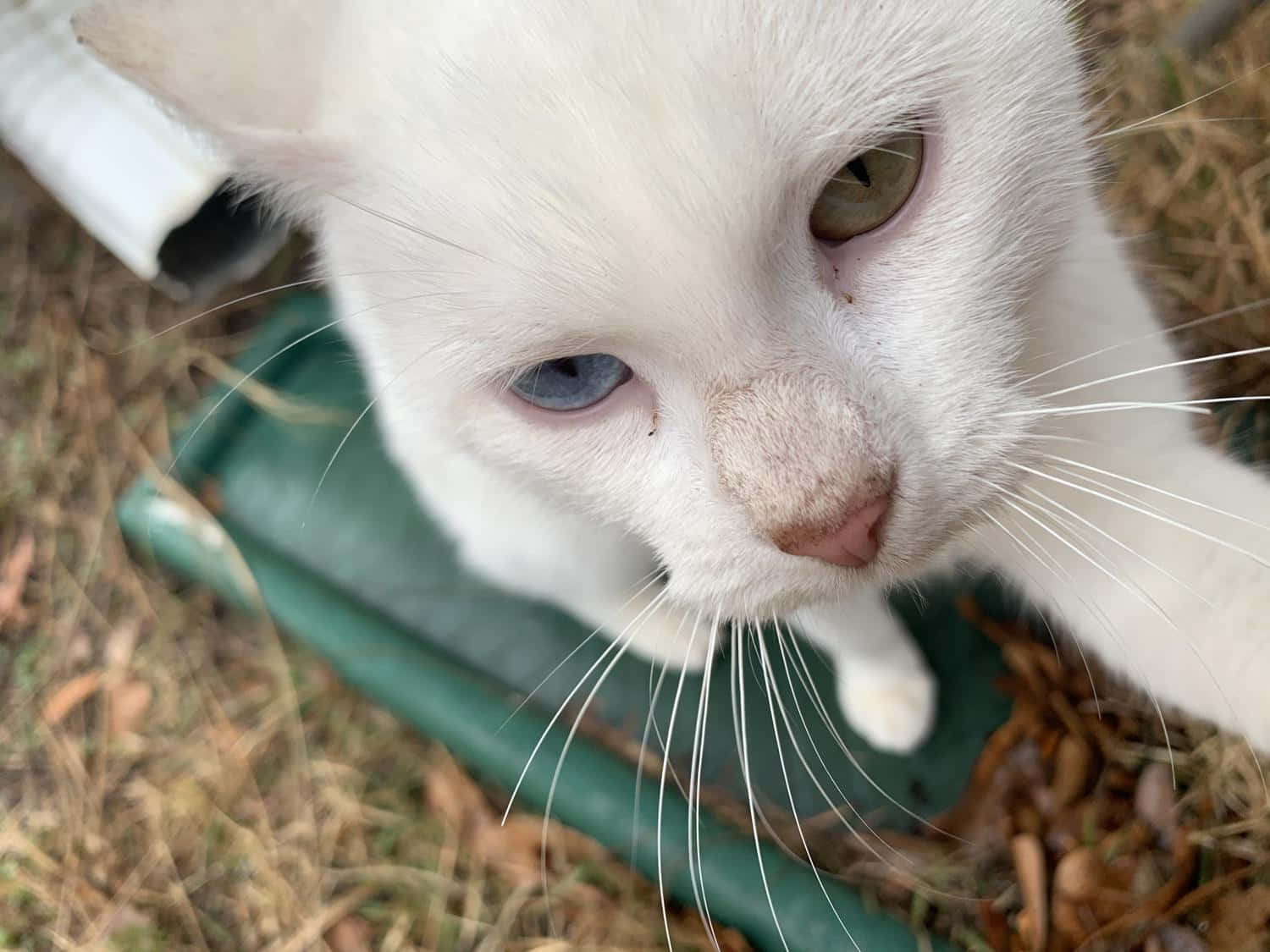 Khao Manee, white cat, one blue and one green eye, HD Desktop Wallpaper