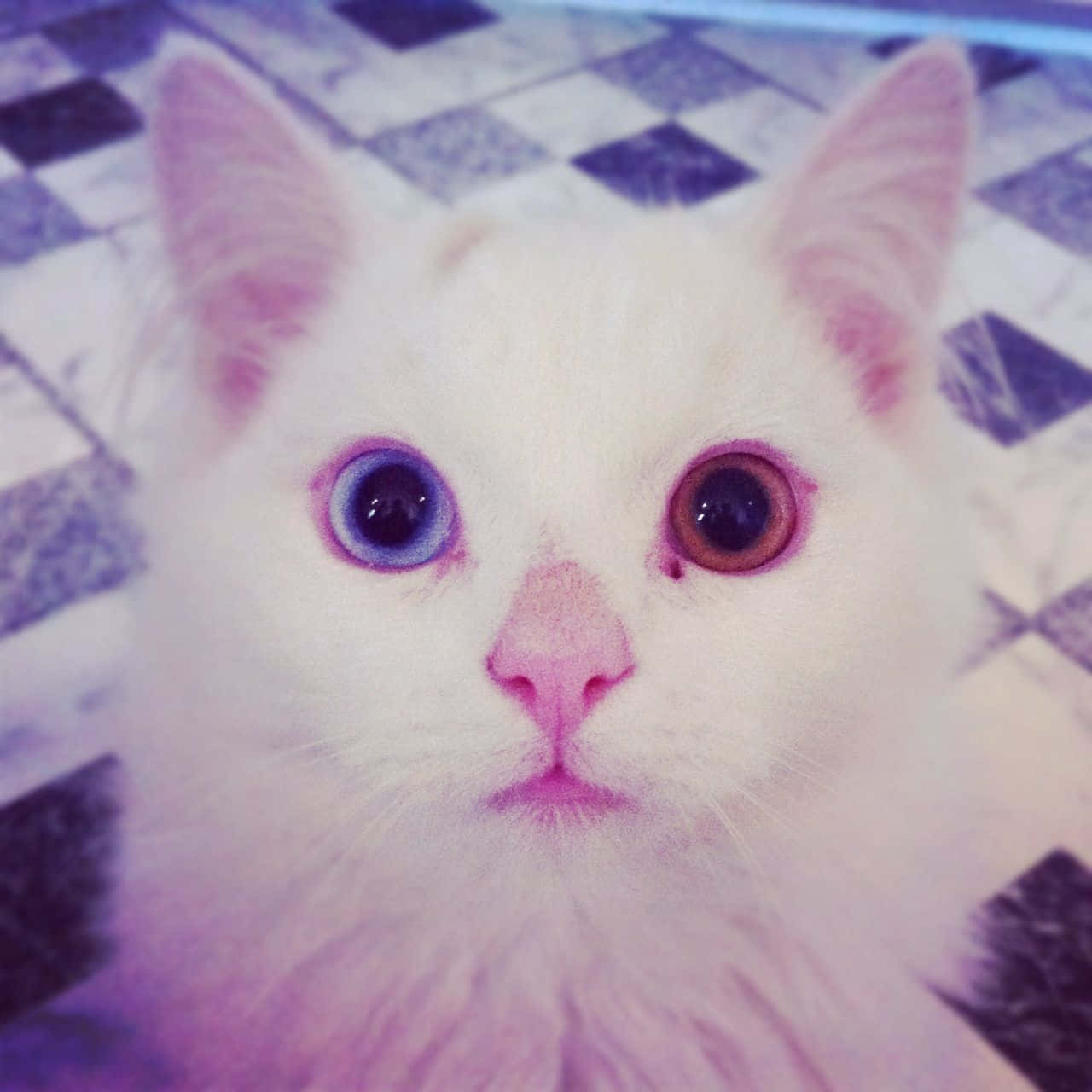 Khao Manee, white cat, one blue and one brown eye, HD Desktop Wallpaper