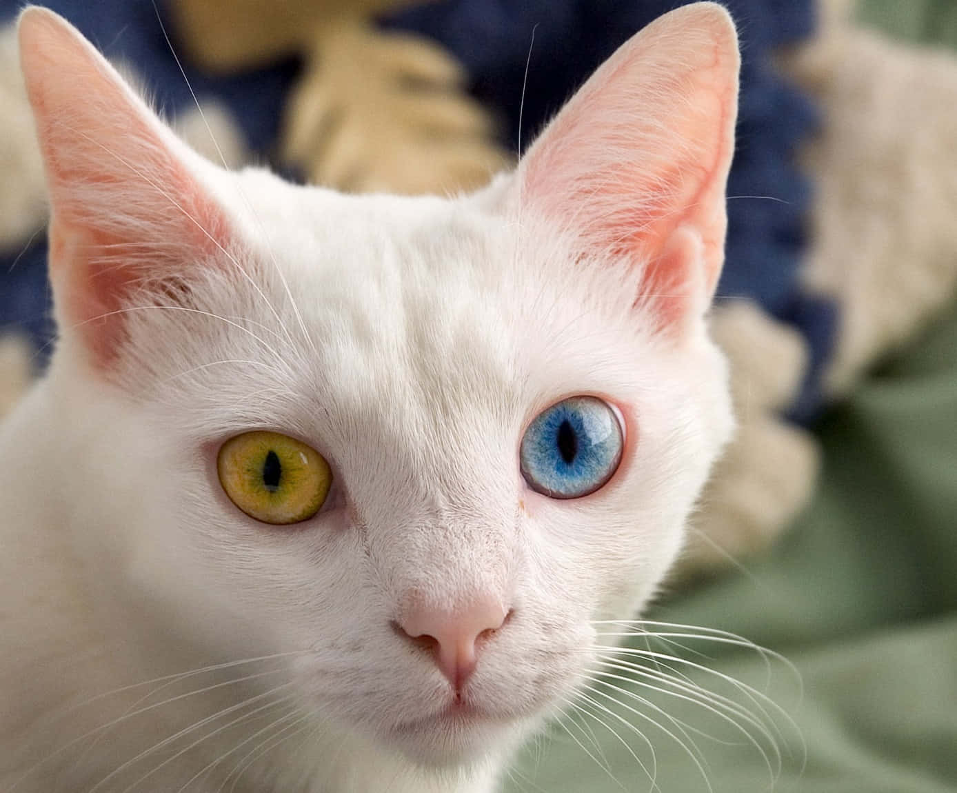 Khao Manee, white cat, one yellow eye, HD Desktop Wallpaper