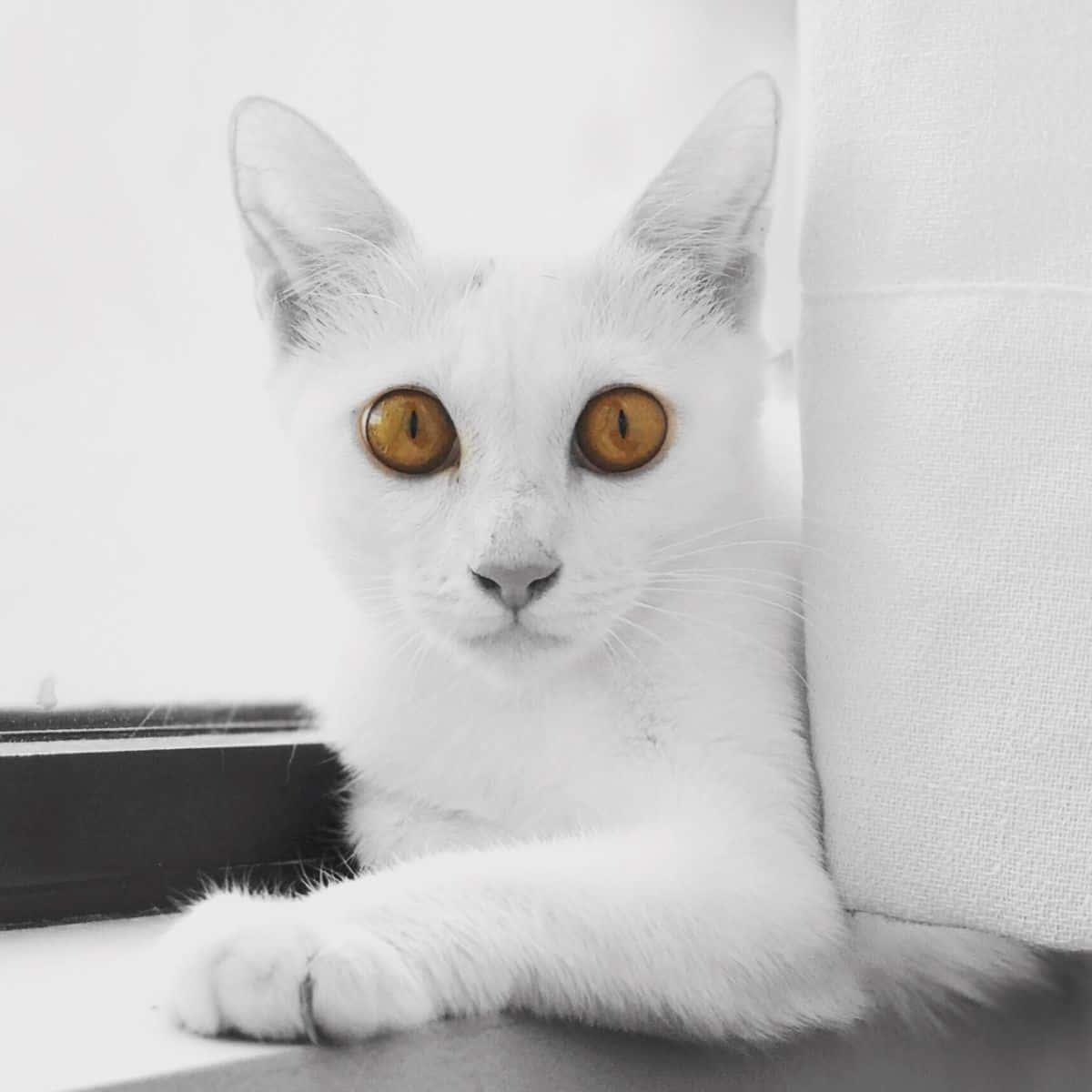 Khao Manee, white cat, amber eyes, SD Desktop Wallpaper