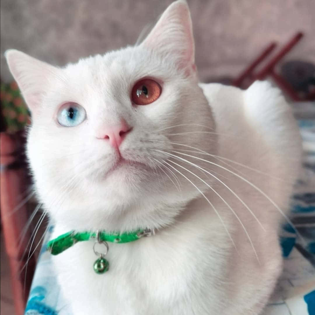 Khao Manee, fluffy white cat, one blue and one amber eye, SD Desktop Wallpaper