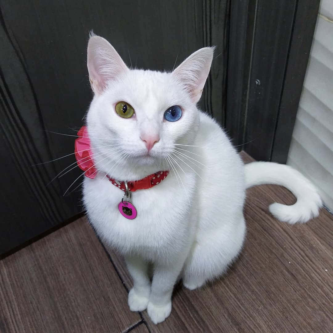 Khao Manee, white cat, heterochromic eyes, SD Desktop Wallpaper