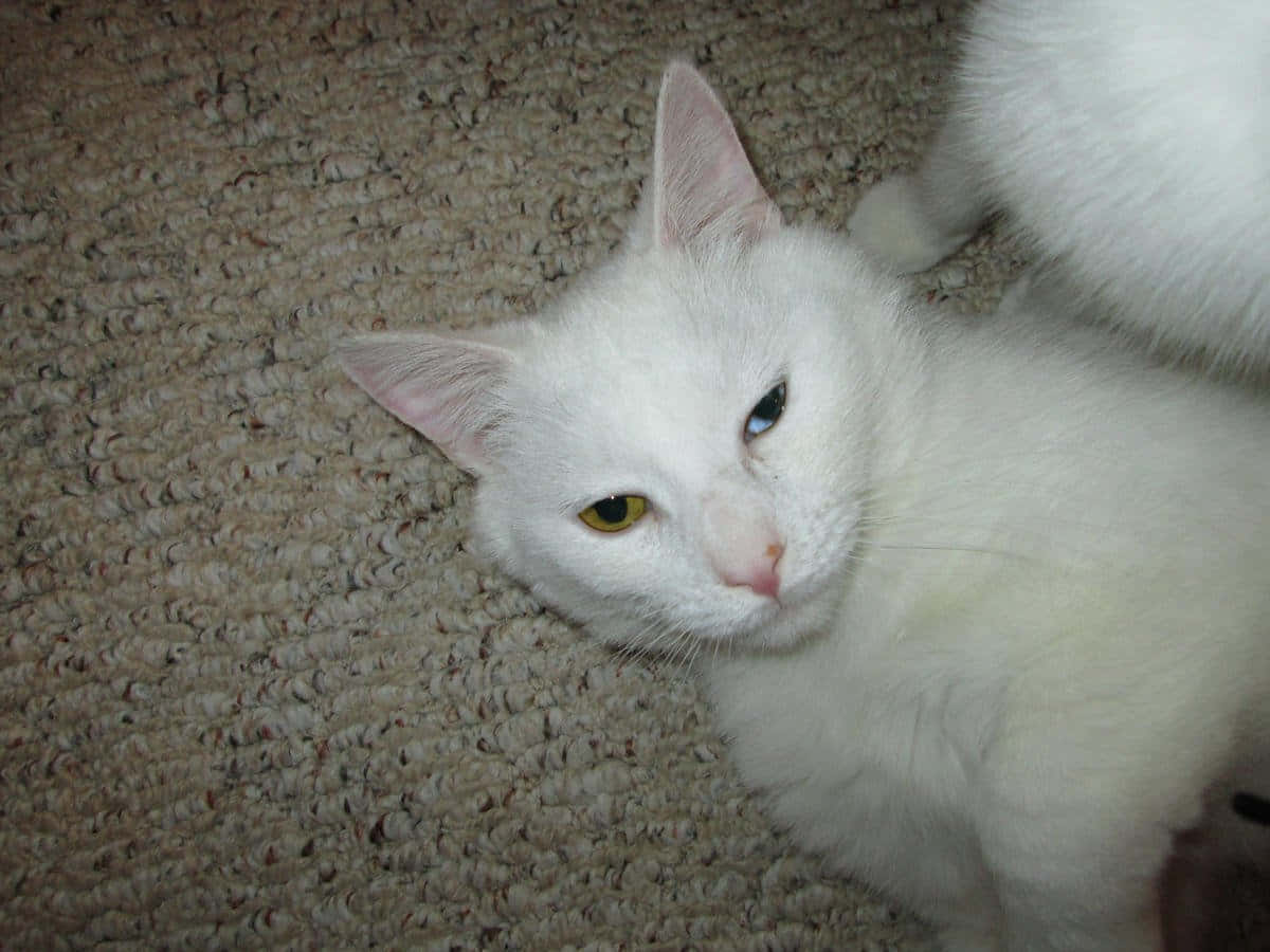 Khao Manee, heterochromic eyes, textured beige carpet, SD Desktop Wallpaper
