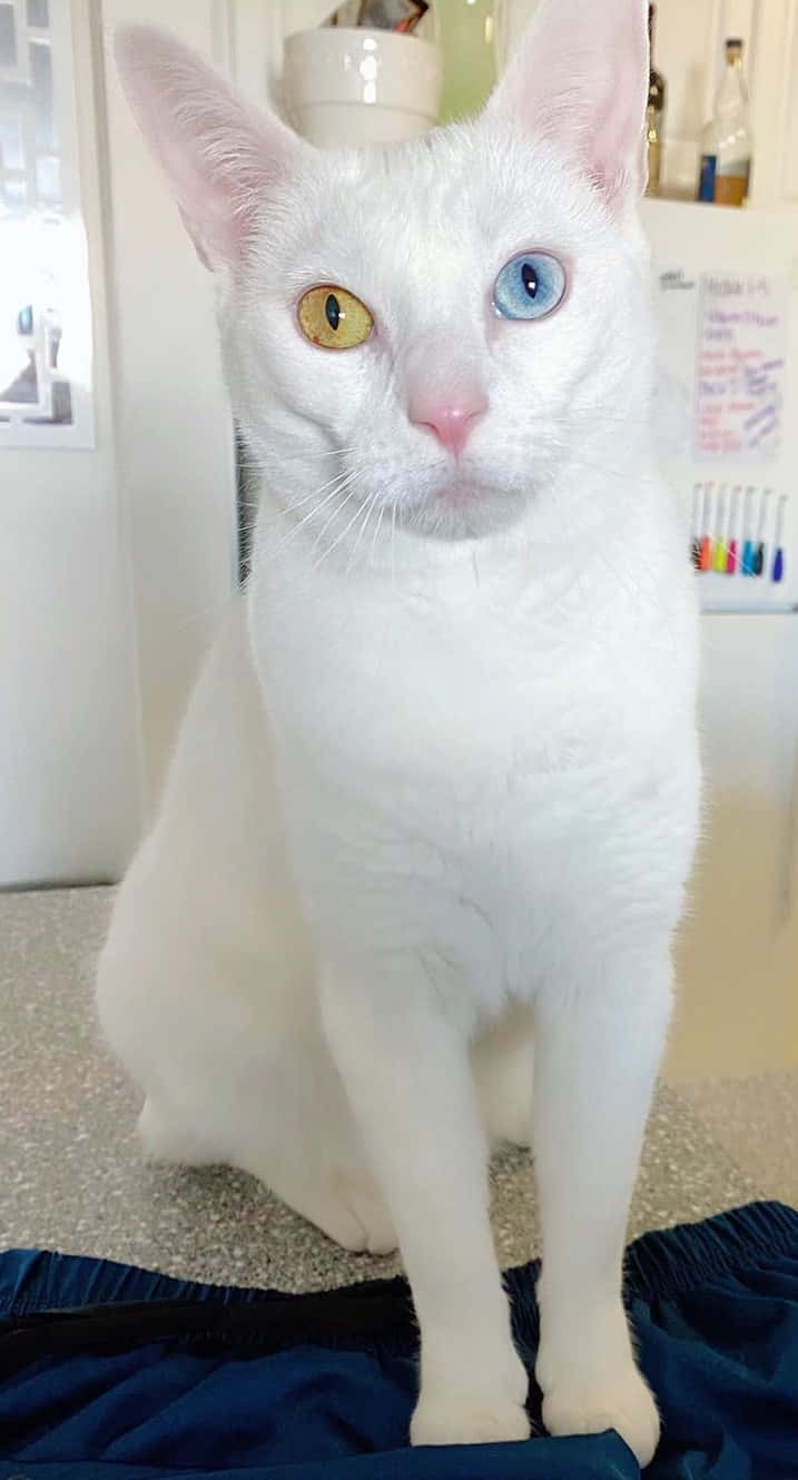 Khao Manee, heterochromatic eyes, golden eye, HD Phone Wallpaper