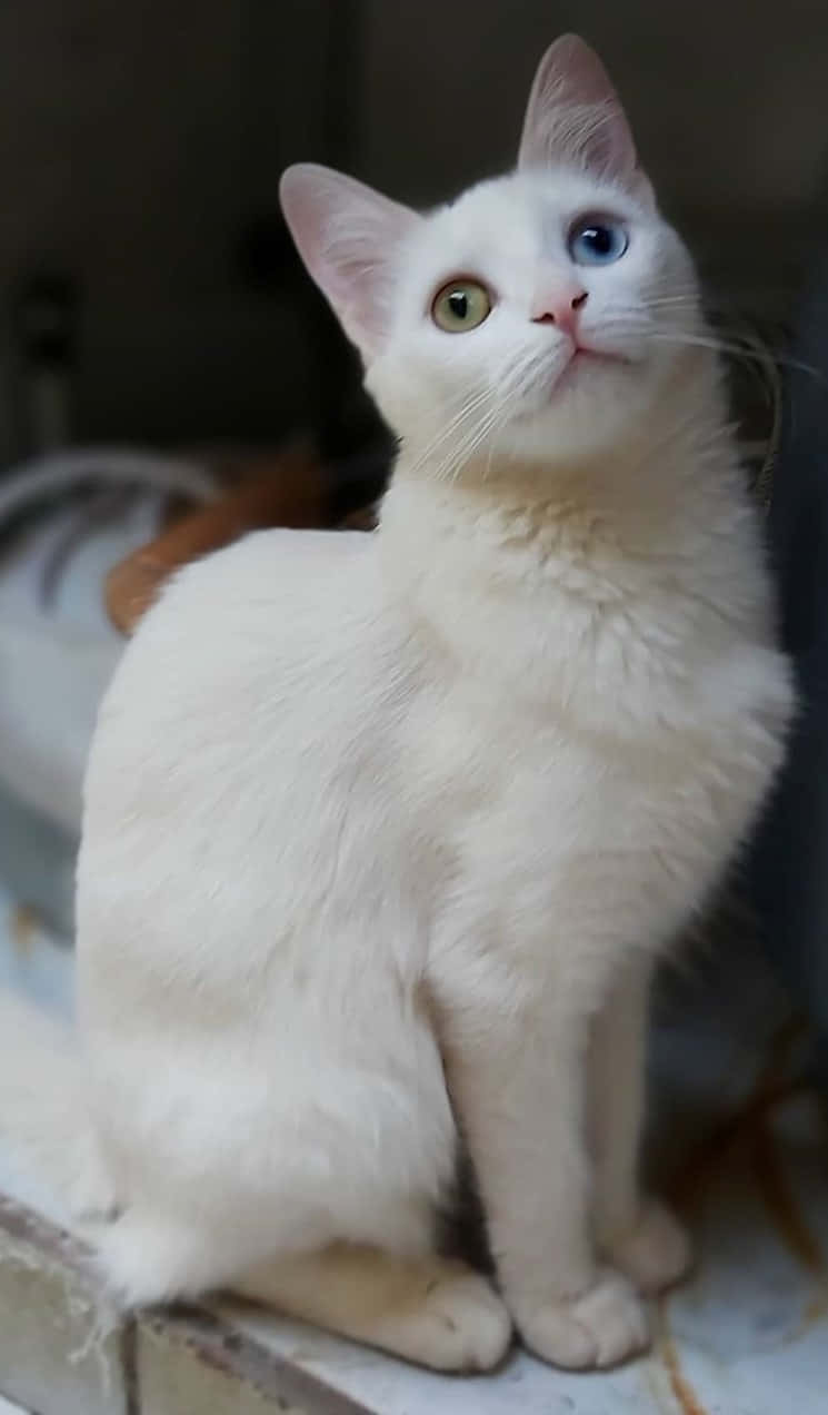 Khao Manee, heterochromatic eyes, blue-green eyes, SD Phone Wallpaper