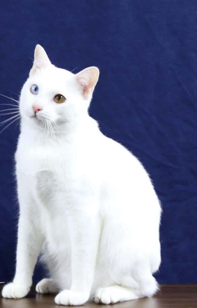 Khao Manee, heterochromatic eyes, pristine white cat, SD Phone Wallpaper