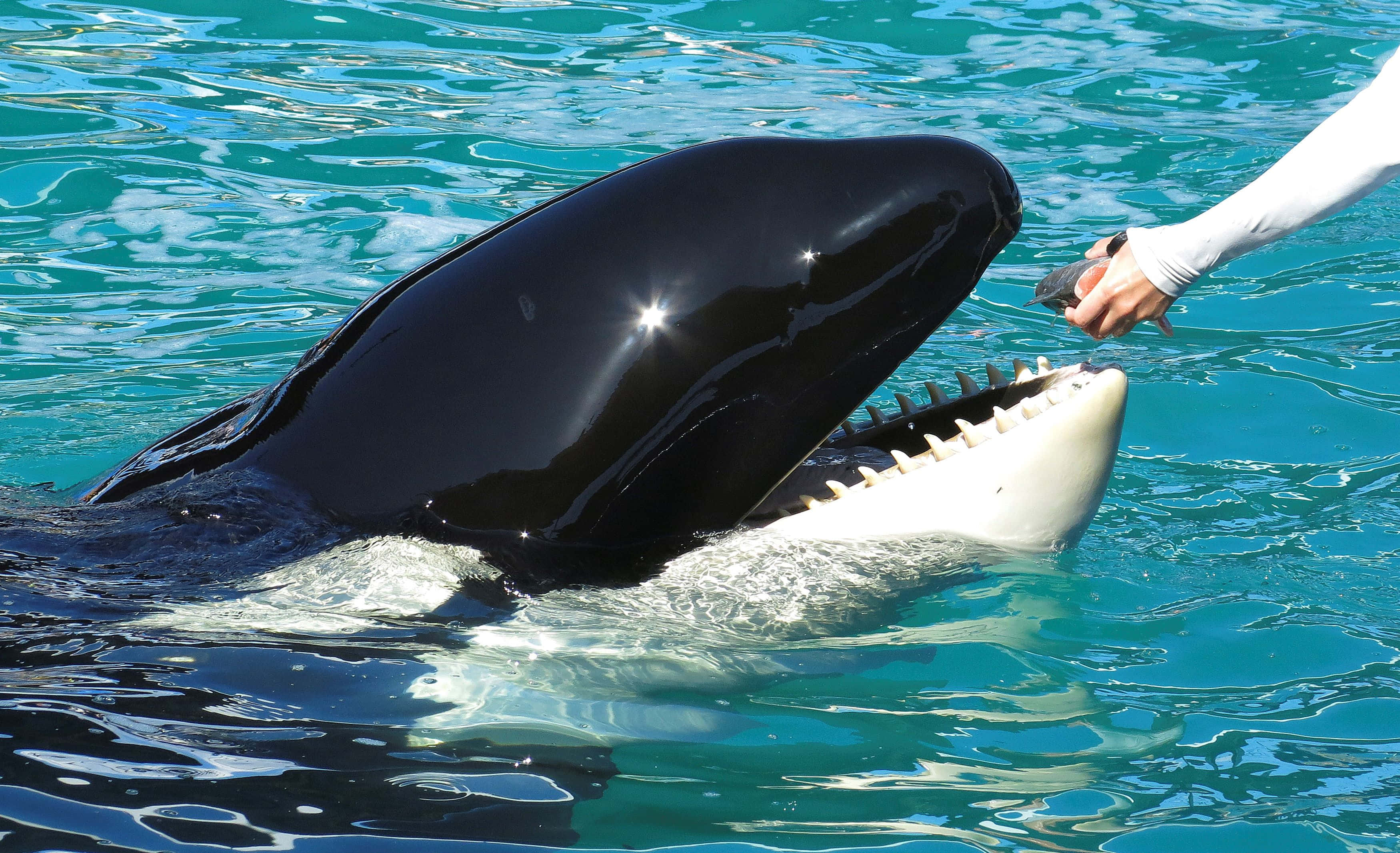 orca, black orca, turquoise water, 2K Desktop Wallpaper