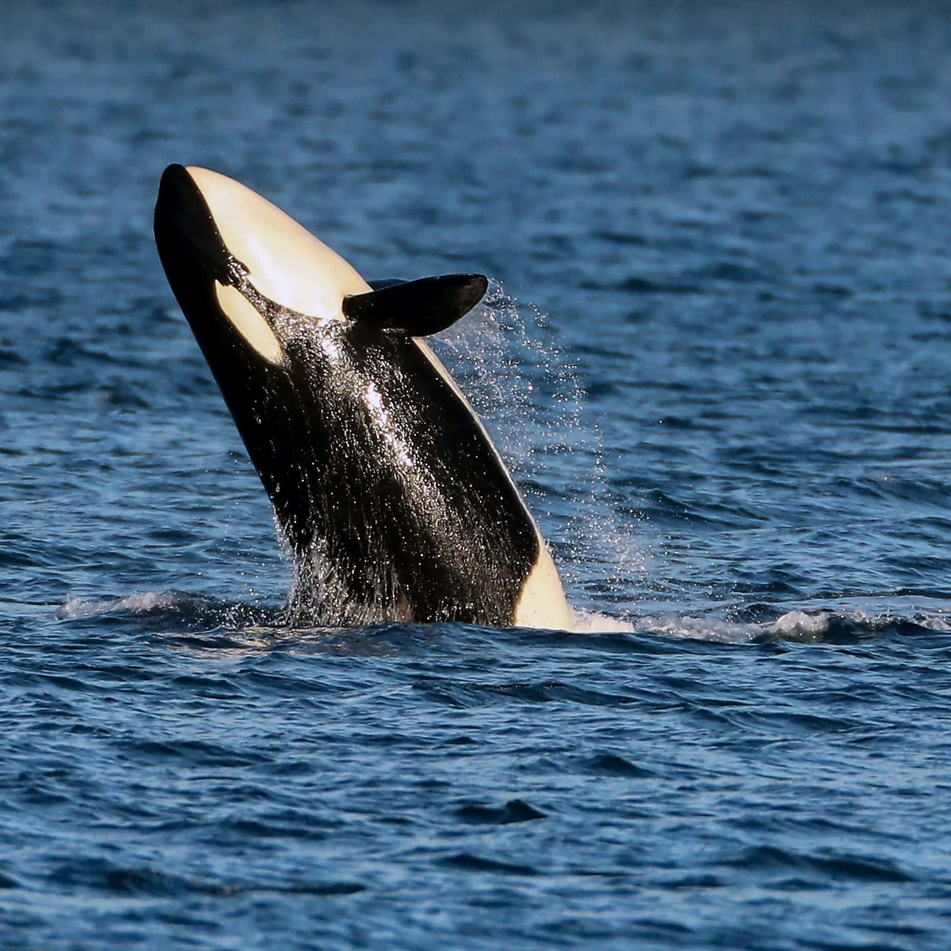 orca, breaching, sunlight, HD Desktop Wallpaper