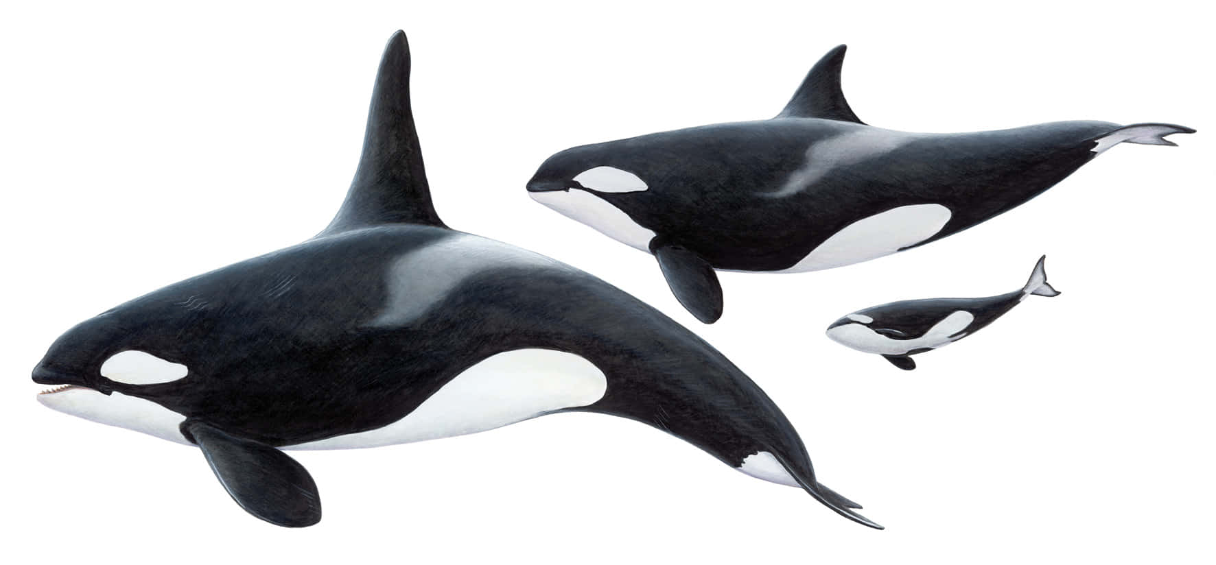 Killer Whale, orcas, mother adult, HD Desktop Wallpaper