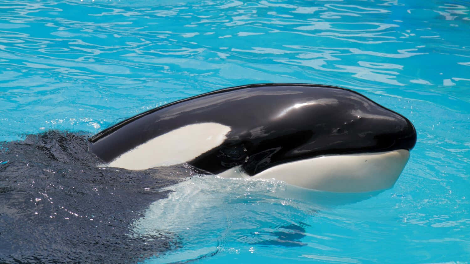 Killer Whale, sleek orca, vibrant turquoise water, HD Desktop Wallpaper