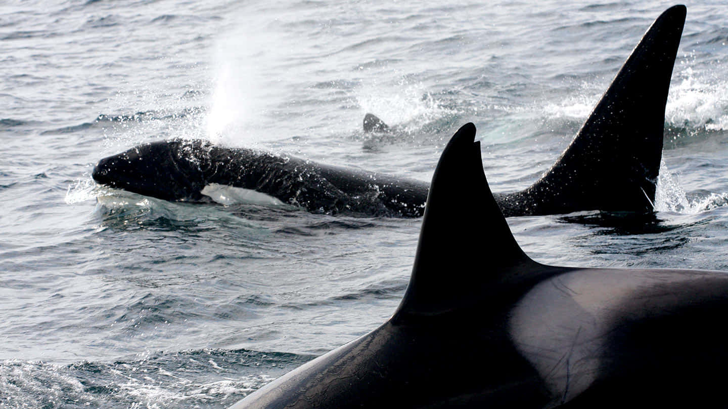 Killer Whale, ocean, sunlit waves, HD Desktop Wallpaper