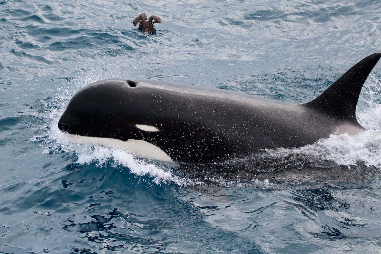 Killer Whale, ocean, seabird, HD Desktop Wallpaper