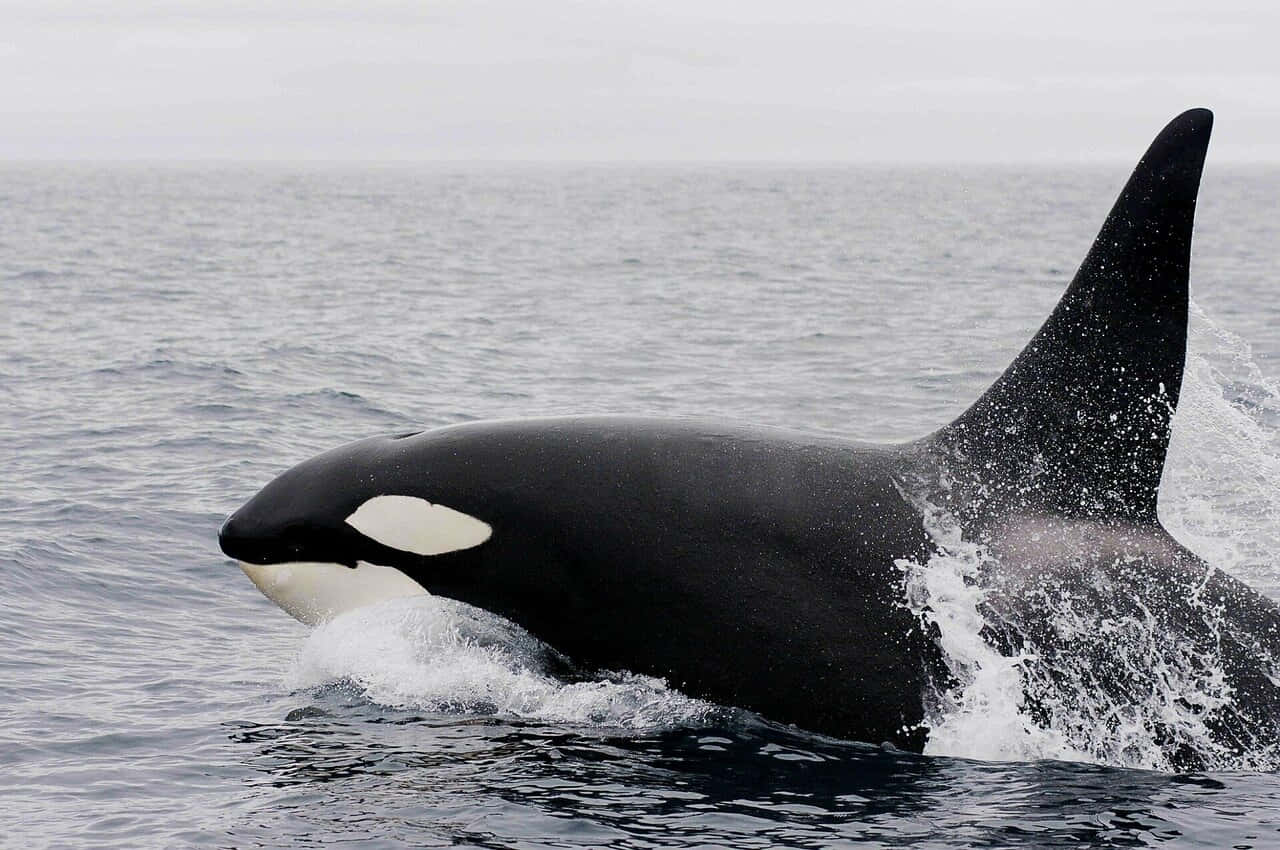Killer Whale, gray ocean, black and white body, HD Desktop Wallpaper