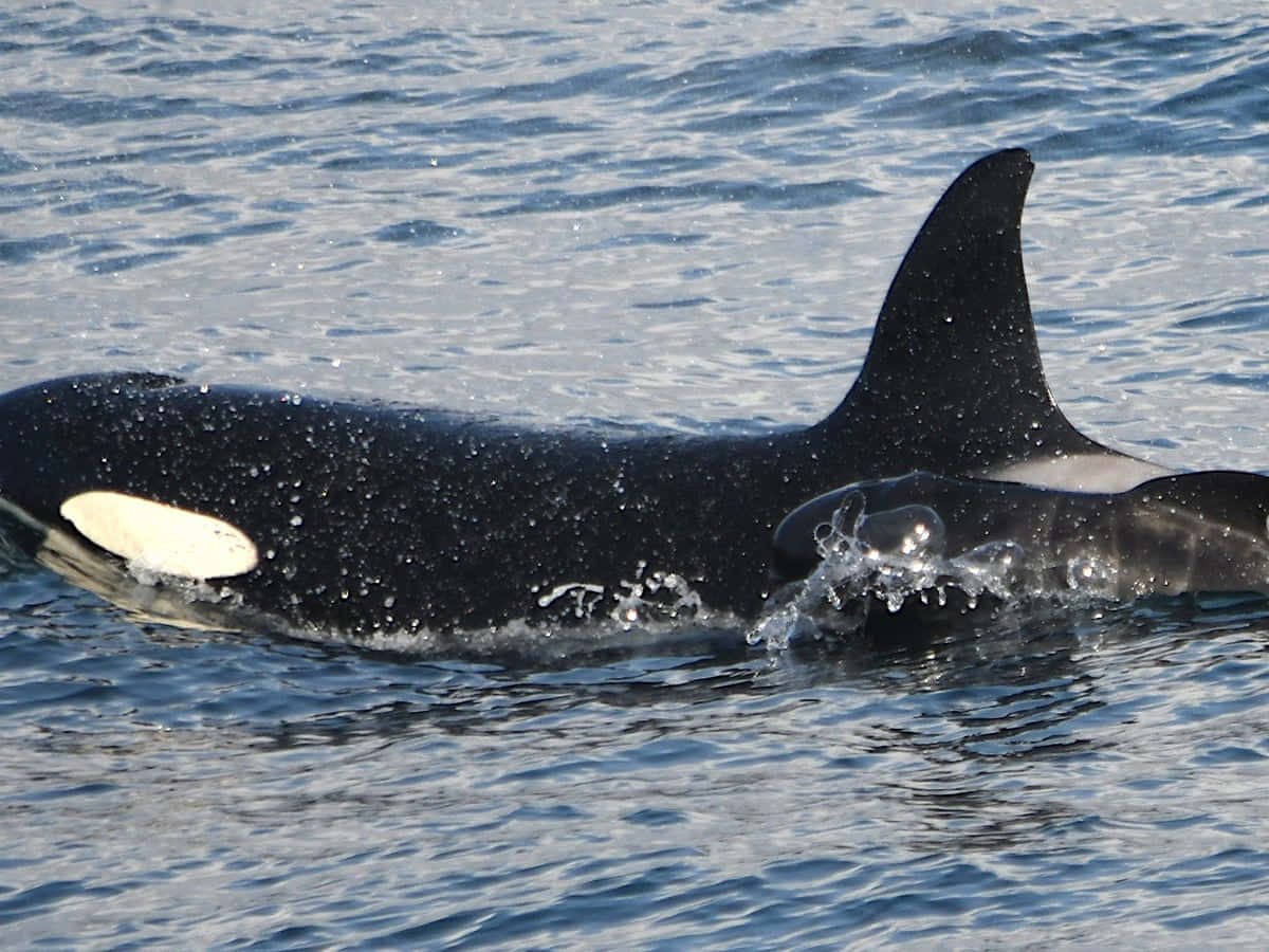 killer whale, deep blue, sunlit ocean surface, SD Desktop Wallpaper