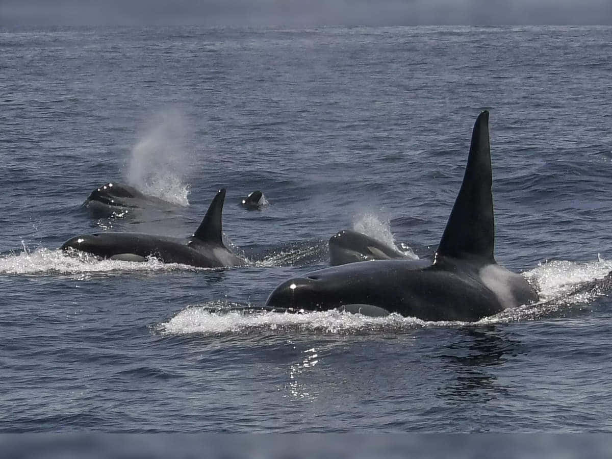 killer whale, pod of orcas, blue ocean, SD Desktop Wallpaper