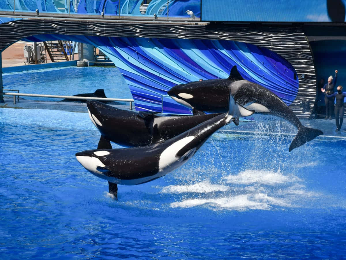 leaping orca duo, vibrant blue pool, modern blue wave-shaped structure, SD Desktop Wallpaper