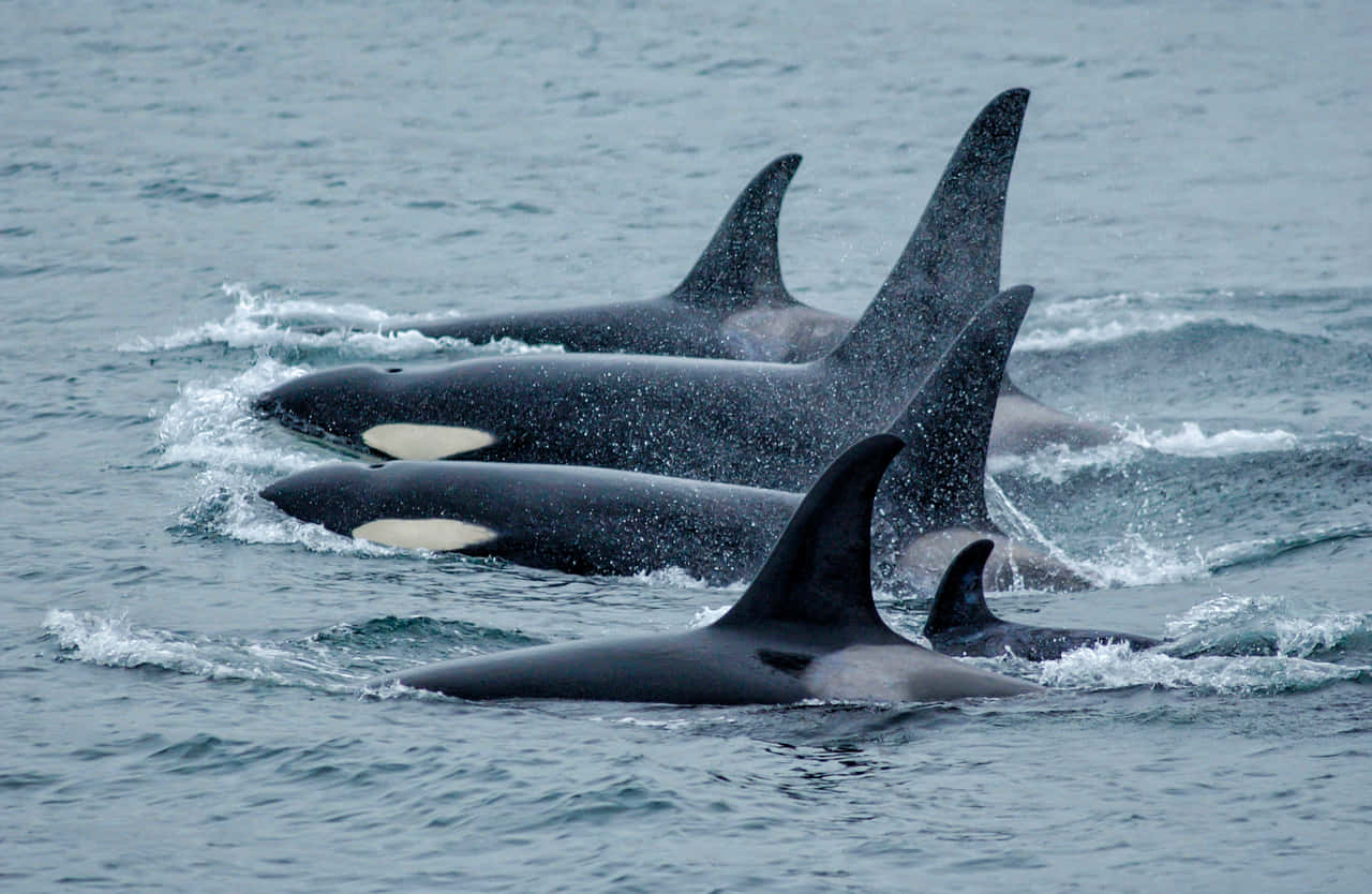 killer whale, pod of orcas, ocean surface, HD Desktop Wallpaper