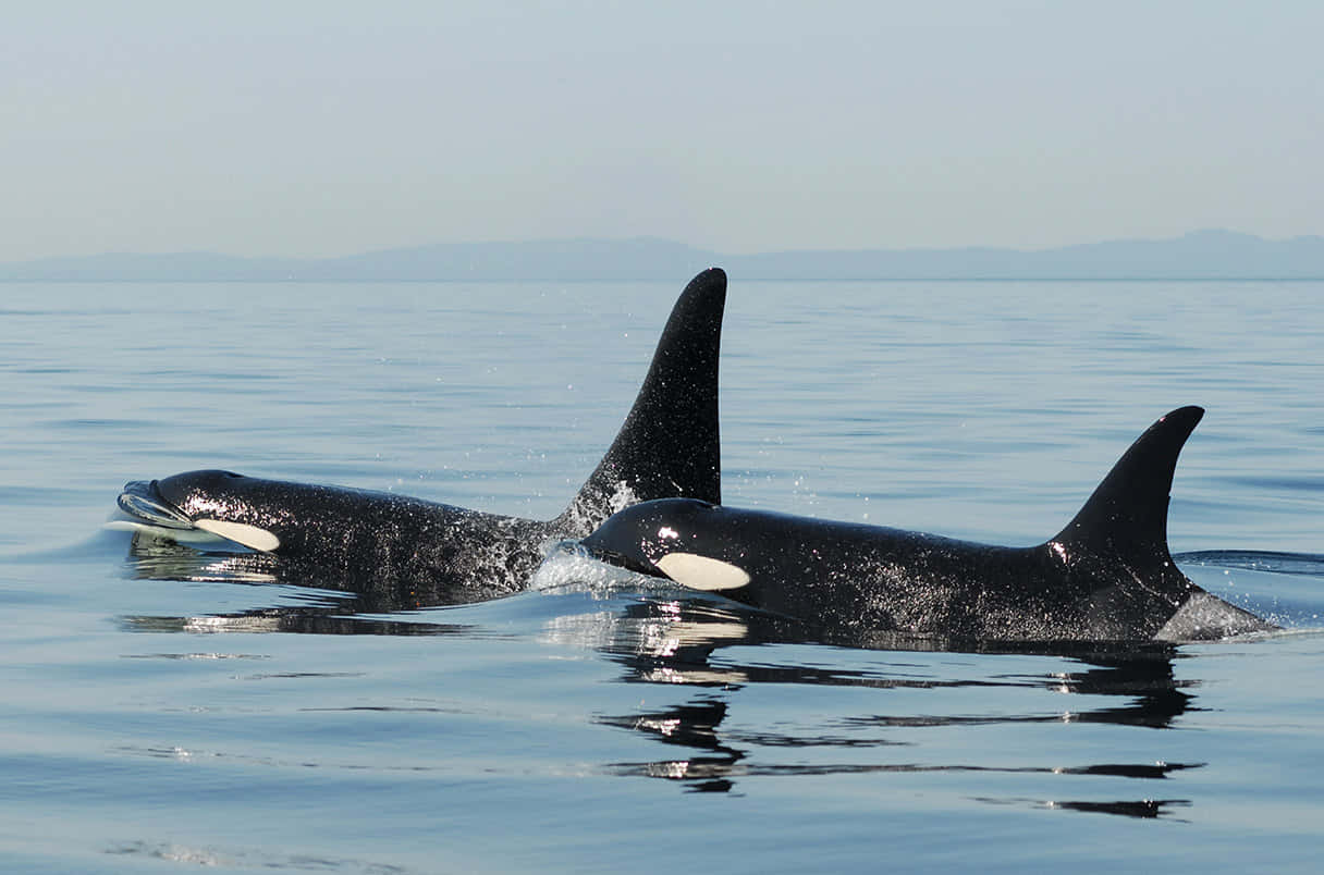 killer whale, natural habitat, calm blue waters, SD Desktop Wallpaper