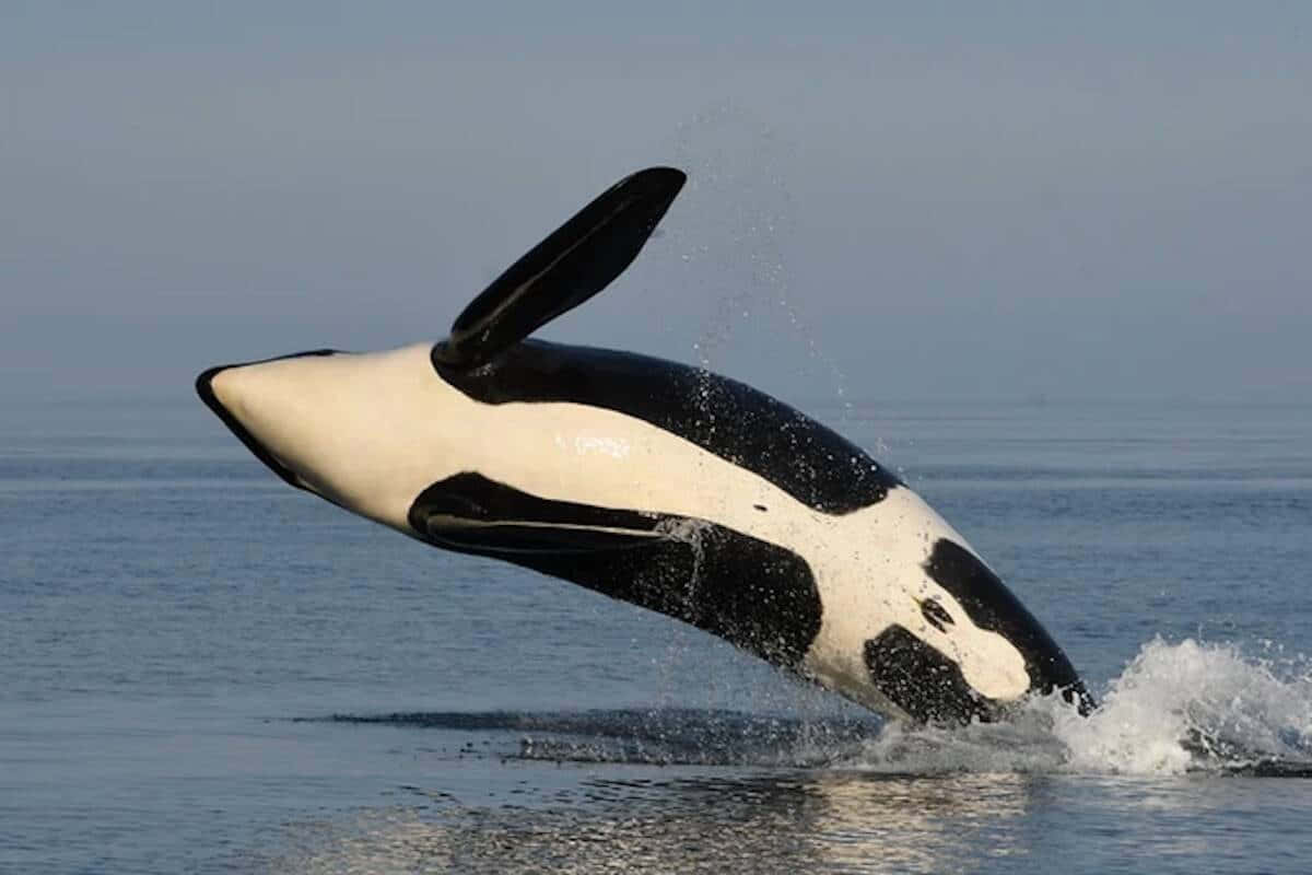 Killer Whale, orca, calm ocean waters, SD Desktop Wallpaper