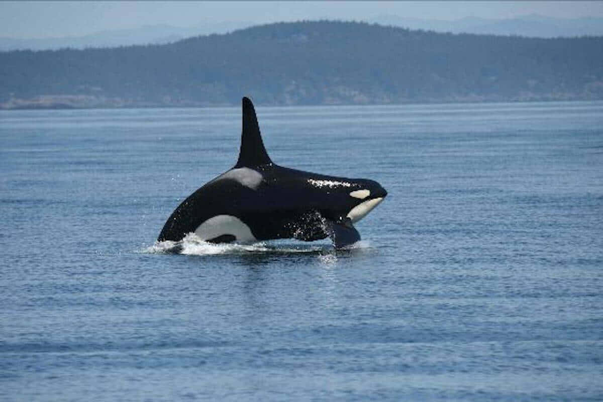Killer Whale, orca, calm blue ocean, SD Desktop Wallpaper