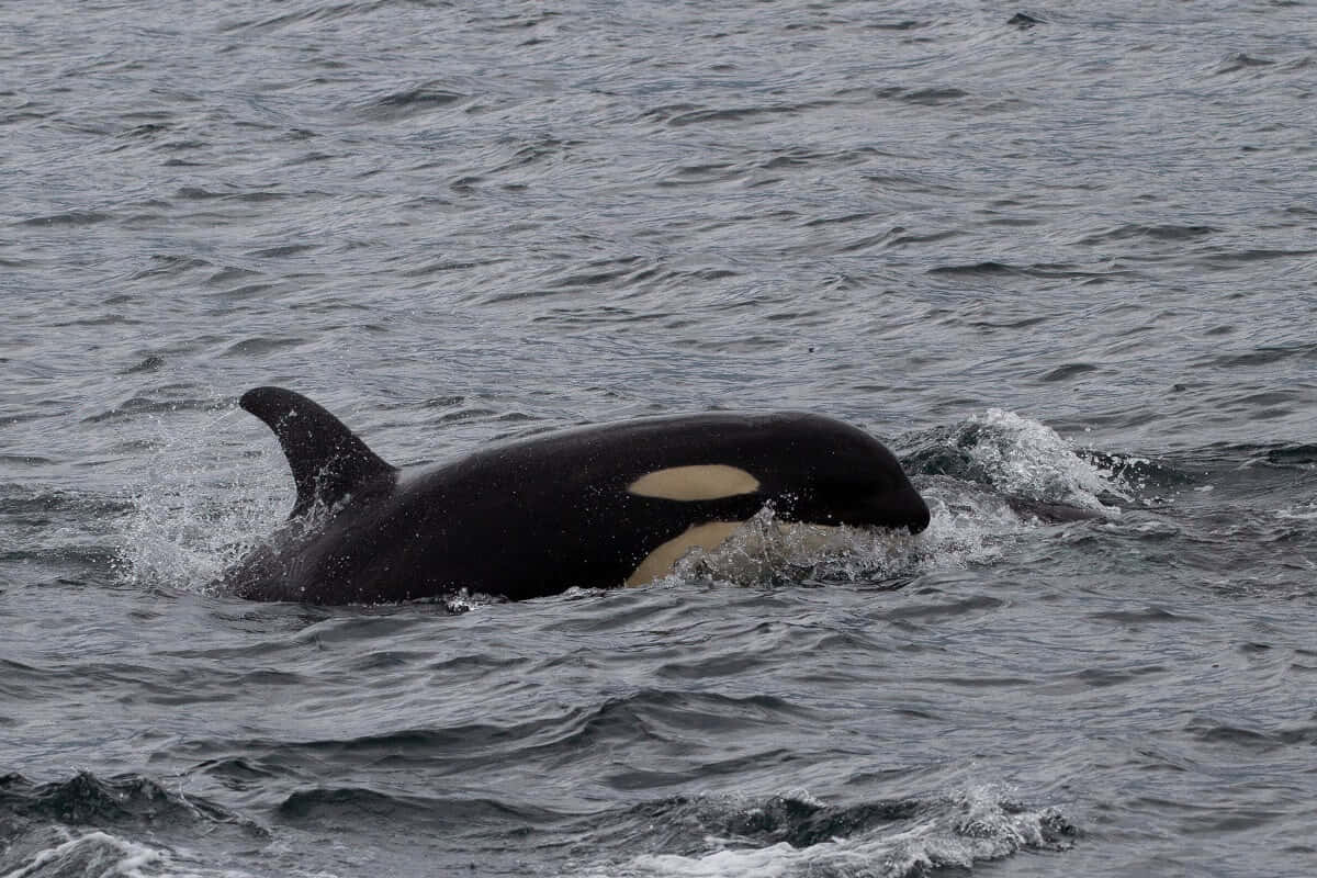 Killer Whale, orca, black and white body, SD Desktop Wallpaper
