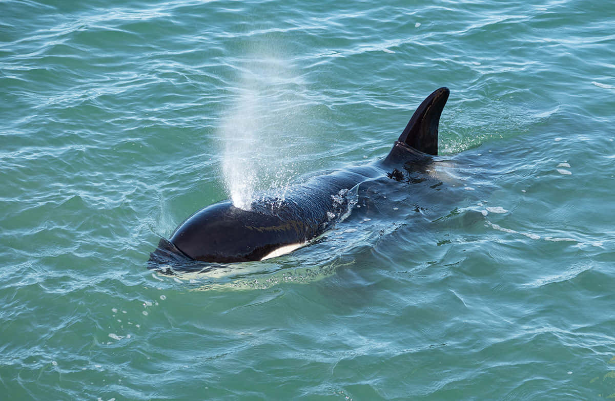 Killer Whale, orcas, turquoise ocean, SD Desktop Wallpaper