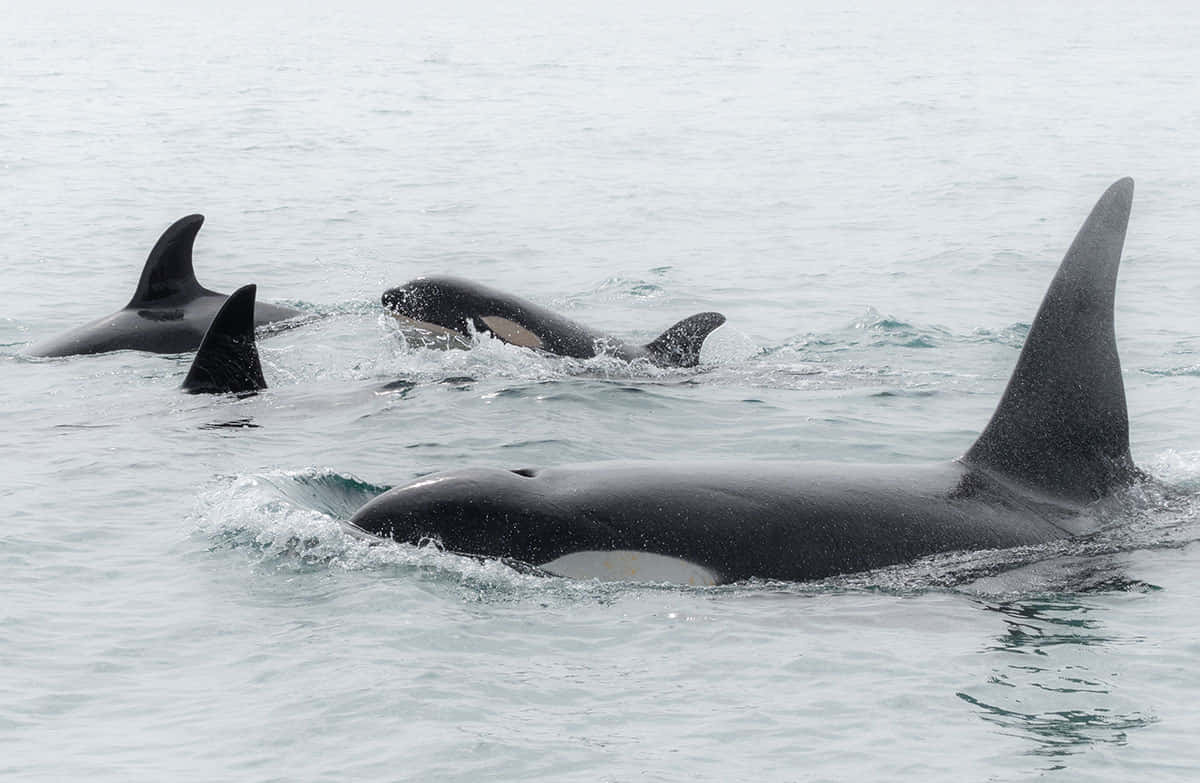 killer whale, orcas, calm gray waters, SD Desktop Wallpaper