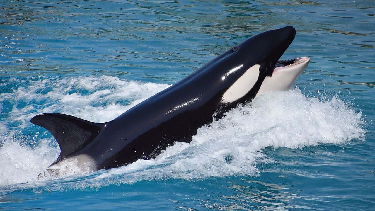Killer Whale, orcas, vibrant blue ocean waves, HD Desktop Wallpaper