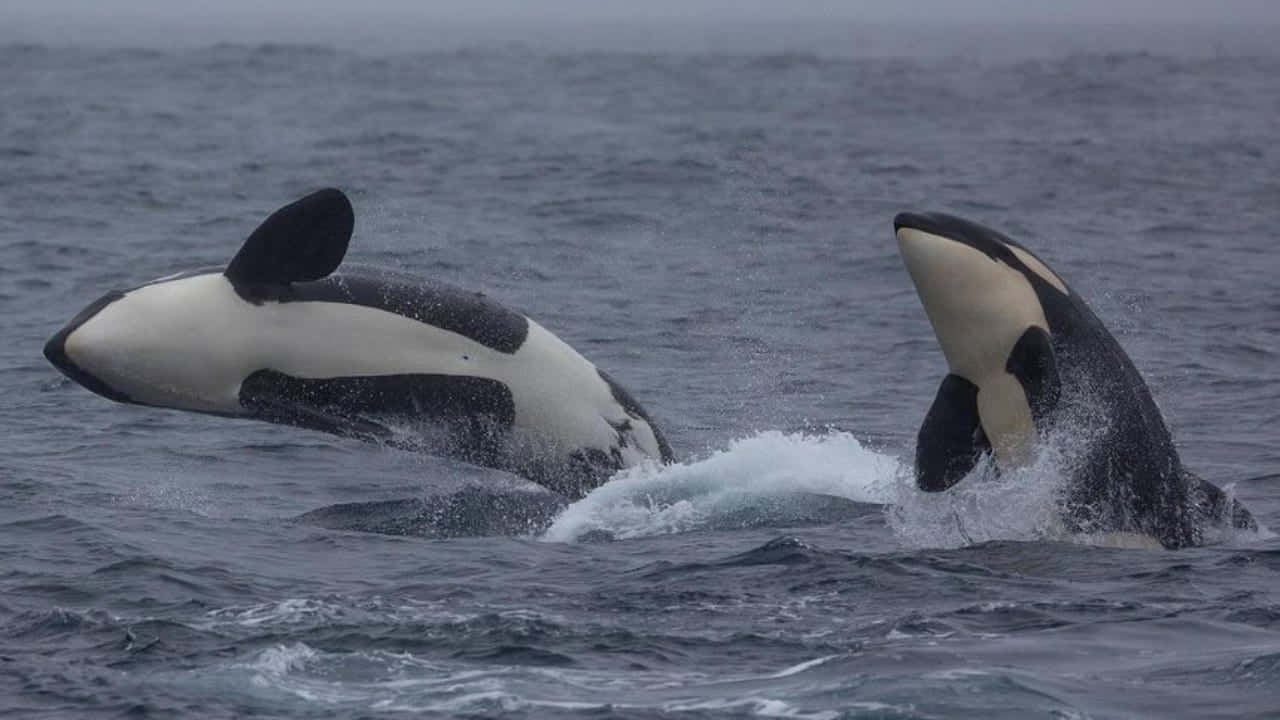 breaching orca pair, choppy gray ocean, overcast sky, HD Desktop Wallpaper