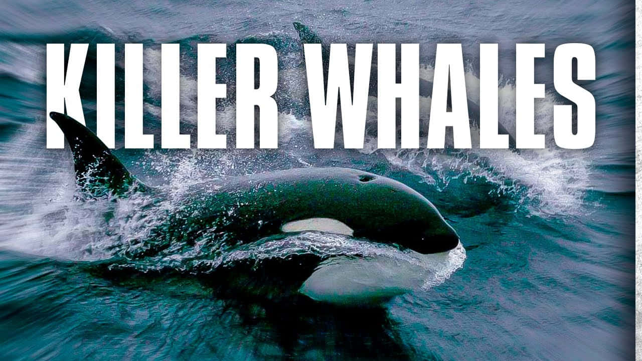 Killer Whale, teal waters, white foam, HD Desktop Wallpaper
