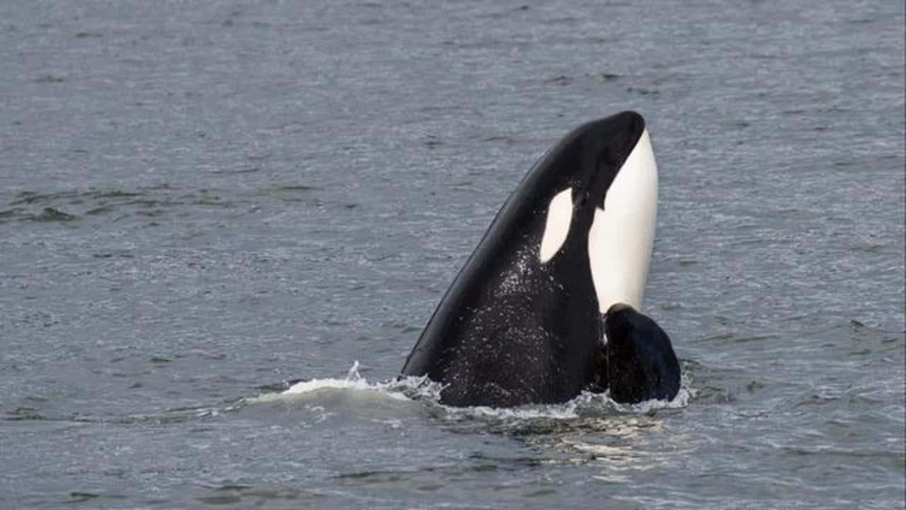 Killer Whale, spyhopping, calm gray water, HD Desktop Wallpaper