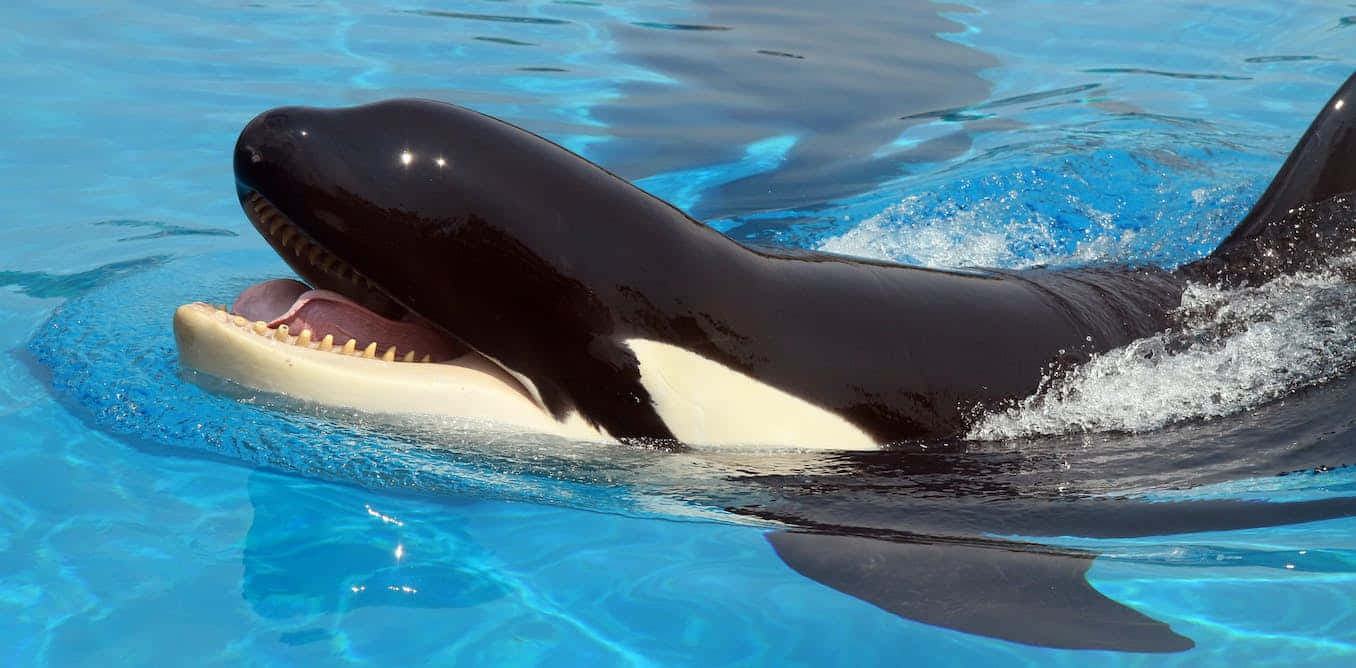 killer whale, orca, ocean waters, HD Desktop Wallpaper