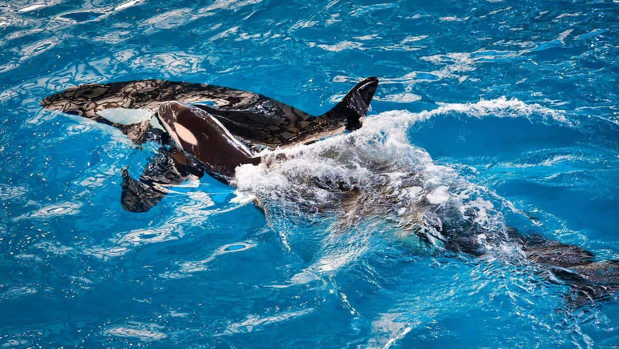 Killer Whale, deep blue ocean, vibrant blue water, SD Desktop Wallpaper