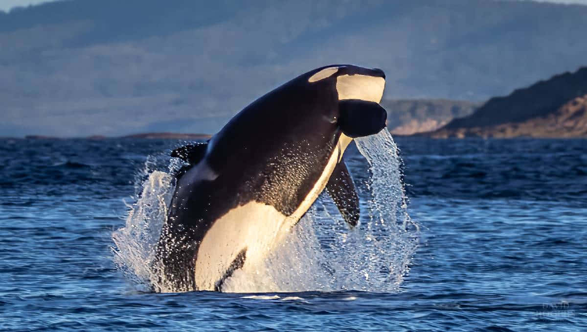 Killer Whale, breaching, deep blue ocean, SD Desktop Wallpaper