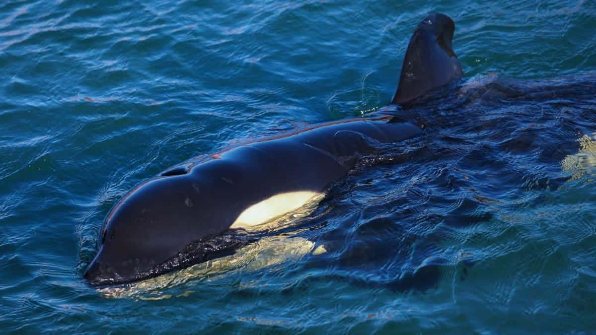 Killer Whale, sunlit turquoise ocean, black and white body, SD Desktop Wallpaper