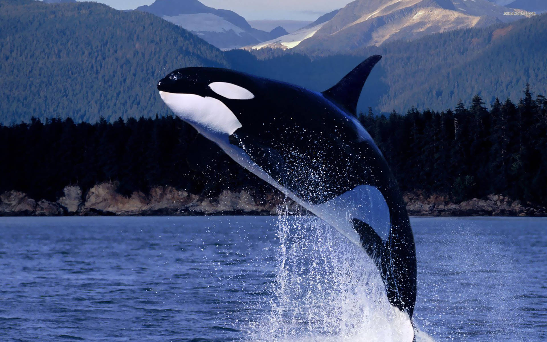 Killer Whale, breaching, deep blue waters, Full HD Desktop Wallpaper
