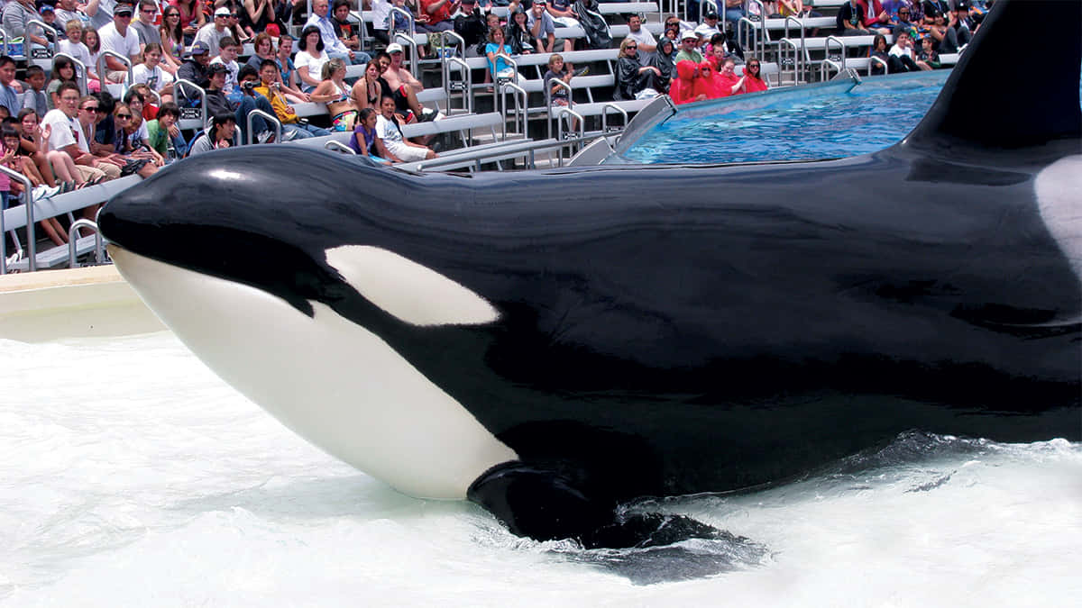 Killer Whale, orca, pool, SD Desktop Wallpaper