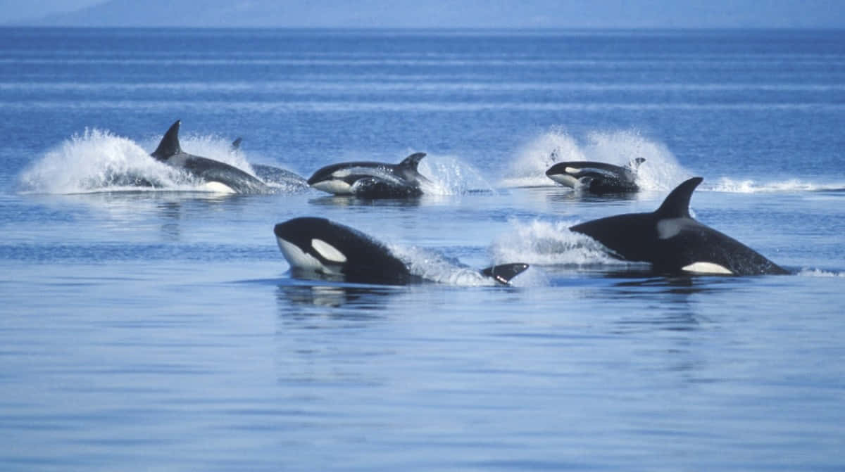 pod of orcas, breaches, calm blue ocean waters, SD Desktop Wallpaper