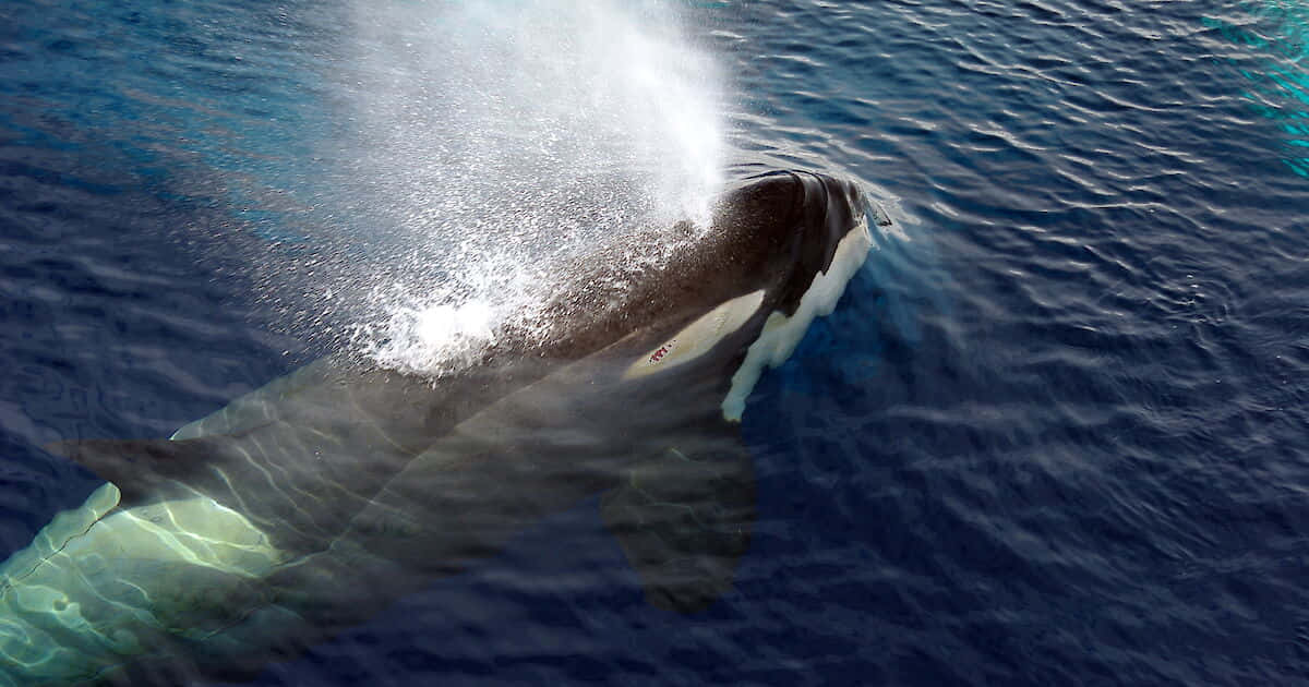 Killer Whale, deep blue ocean, white spray, SD Desktop Wallpaper